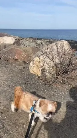 ollieallday Instagram post about Dog expression