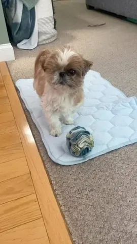 ollieallday Instagram post about Dog play