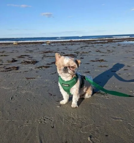 ollieallday Instagram post about Beach outing