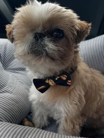 ollieallday Instagram post about Dog fashion
