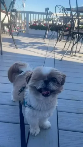 ollieallday Instagram post about Dogs
