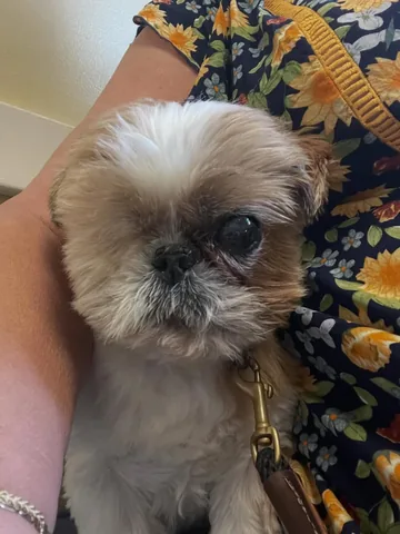 ollieallday Instagram post about Pet health