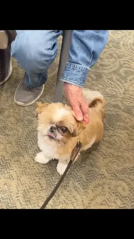 ollieallday Instagram post about Dog expression