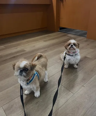 Ollie the Shih Tzu Instagram post thumbnail