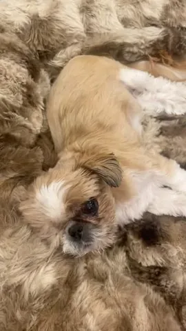 Ollie the Shih Tzu Instagram post thumbnail