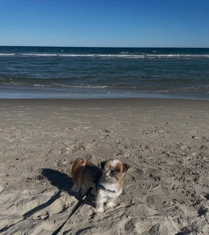 Ollie the Shih Tzu Instagram post thumbnail