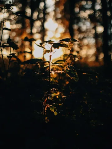 ourlivelytribe Instagram post about Golden hour landscape photography