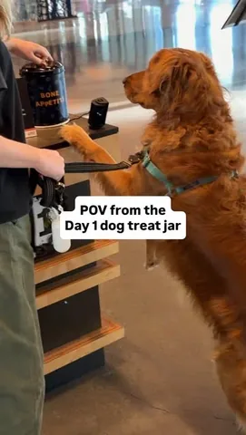 panospanay Instagram post about Office dogs