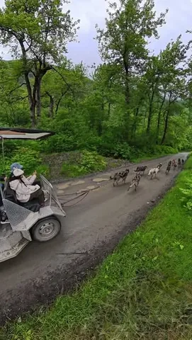 partyof4sometimes2 Instagram post about Alaska dog sledding excursion