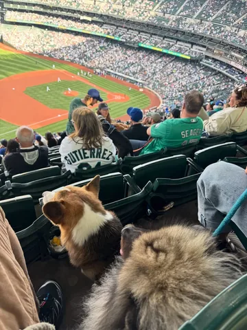 pavlovthecorgi Instagram post about Dogs at T Mobile Park