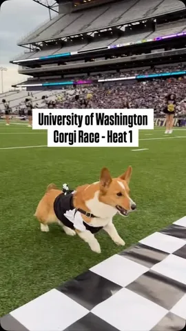 pavlovthecorgi Instagram post about Dawg After Dark corgi race