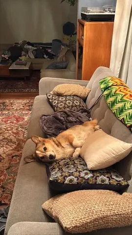 pavlovthecorgi Instagram post about Changing audience reaction