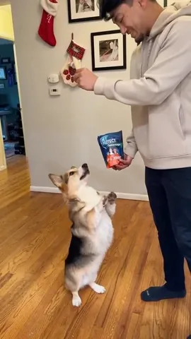 pavlovthecorgi Instagram post about Pet joint supplements