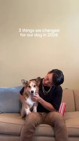 pavlovthecorgi Instagram post about Senior dog joint care