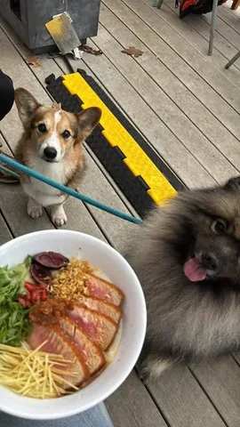 pavlovthecorgi Instagram post about Dog friendly restaurant outing