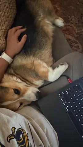 pavlovthecorgi Instagram post about Sudden behavior change