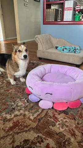 pavlovthecorgi Instagram post about Pavlov’s self soothing habit
