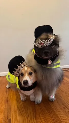 pavlovthecorgi Instagram post about Paris trip and playful theft theme