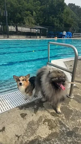 pavlovthecorgi Instagram post about Dogs at a swimming event