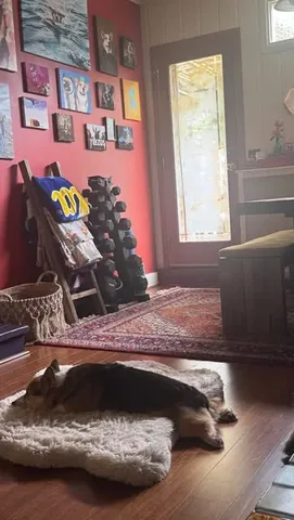 pavlovthecorgi Instagram post about Avoiding email