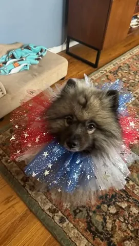 pavlovthecorgi Instagram post about Celebrity conspiracy theory