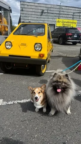 pavlovthecorgi Instagram post about Song about a dog