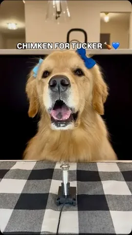 pearl.the.golden.girl Instagram post about Tribute to Tucker