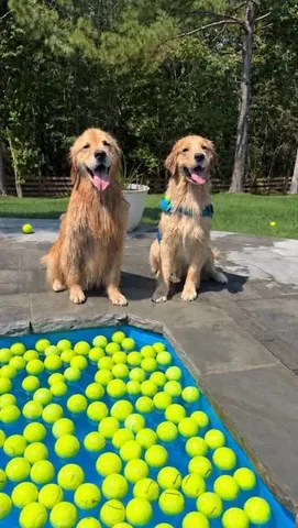pearl.the.golden.girl Instagram post about Dog swimming adventure