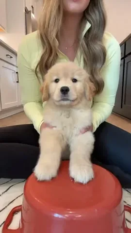 pearl.the.golden.girl Instagram post about Puppy drumming