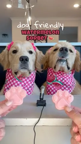 pearl.the.golden.girl Instagram post about Dog friendly watermelon sorbet