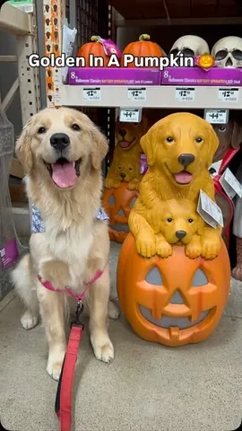 pearl.the.golden.girl Instagram post about Golden Retriever merchandise