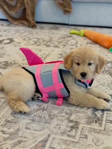 pearl.the.golden.girl Instagram post about Puppy in shark life jacket