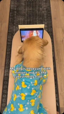 pearl.the.golden.girl Instagram post about Dog watching Minions
