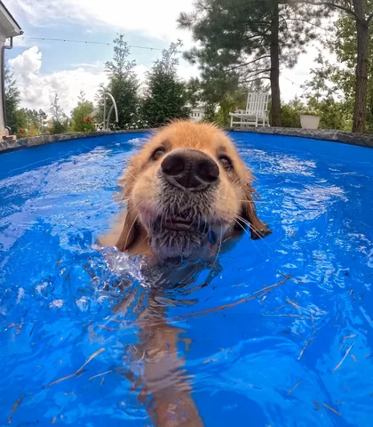 pearl.the.golden.girl Instagram post about Dog swimming