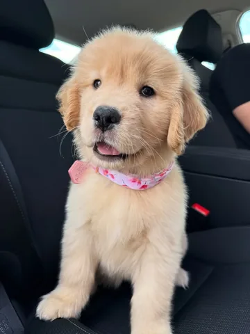 pearl.the.golden.girl Instagram post about Dog mood boost