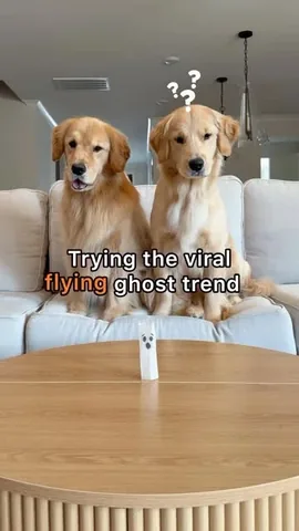 pearl.the.golden.girl Instagram post about Spooky dog trend