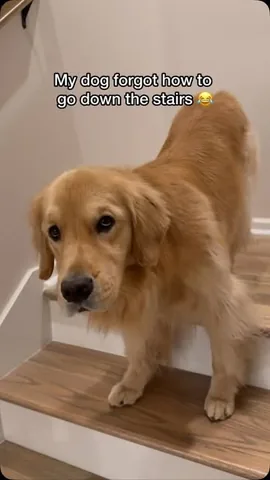 pearl.the.golden.girl Instagram post about Dog mishap