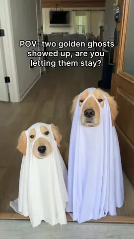 Pearl The Golden Girl & Liz Lang | Golden Retriever Instagram post thumbnail