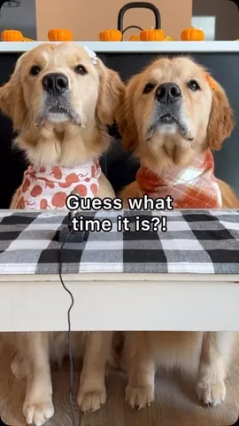Pearl The Golden Girl & Liz Lang | Golden Retriever Instagram post thumbnail