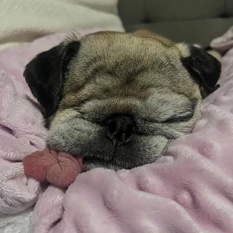 peeweesbigpugventure Instagram post about Pug relaxation