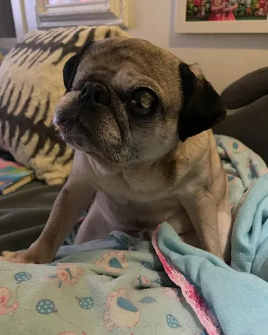 peeweesbigpugventure Instagram post about Pug pose