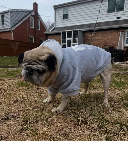 peeweesbigpugventure Instagram post about Pug daily life
