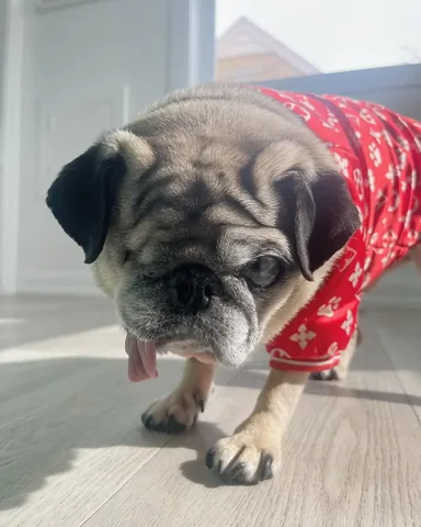 peeweesbigpugventure Instagram post about Pug greeting