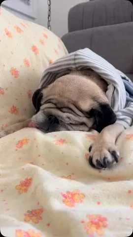 peeweesbigpugventure Instagram post about Pug sleep