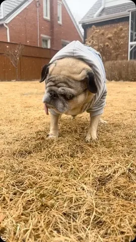 peeweesbigpugventure Instagram post about Pug reaction