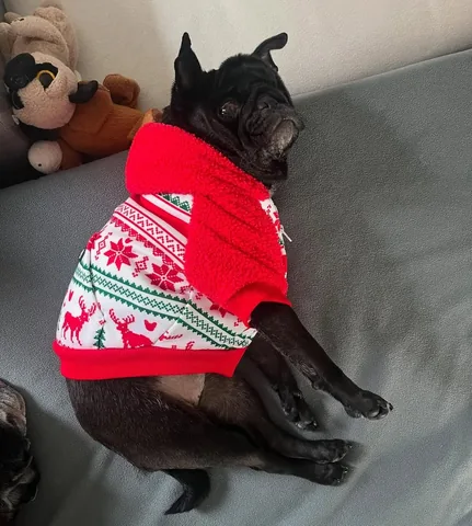 peeweesbigpugventure Instagram post about Pug costume or character portrayal