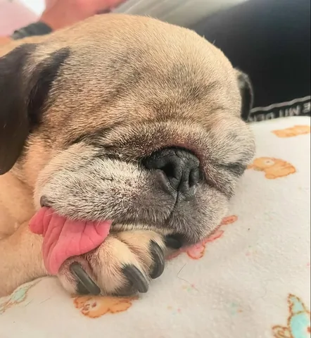 peeweesbigpugventure Instagram post about Pug affection