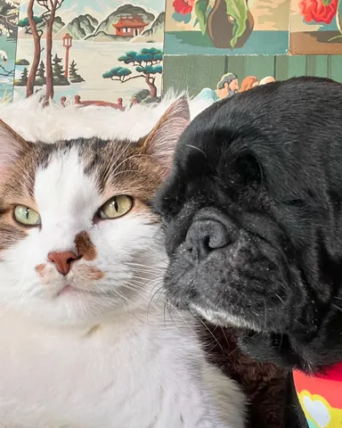 peeweesbigpugventure Instagram post about Dog and cat companionship