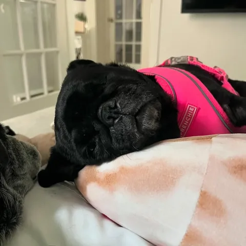 peeweesbigpugventure Instagram post about Pug daily life