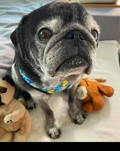 peeweesbigpugventure Instagram post about Pet birthday celebration